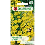 Nasiona i cebule - Legutko Smagliczka górska- żółta - miniaturka - grafika 1