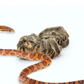 Dekoracje do terrarium - Biocork Bits Ścinki Kory Dębu Korkowego 5Kg - miniaturka - grafika 1