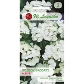 Nasiona i cebule - Legutko Goździk brodaty pojedynczy Albus biały 0,5 st - miniaturka - grafika 1