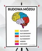 Pomoce naukowe - Plansza - Budowa Mózgu - miniaturka - grafika 1
