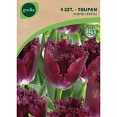 Nasiona i cebule - Tulipan Purple Chrystal 11/12 4szt. Cebulki kwiatów Geolia - miniaturka - grafika 1