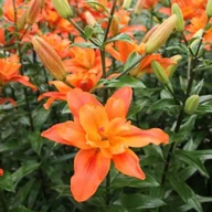 Nasiona i cebule - Lilia pełna LA Caddy 1 szt. cebule cebulki lilii lilie - miniaturka - grafika 1