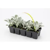 Kwiaty doniczkowe - Starzec - miniaturka - grafika 1