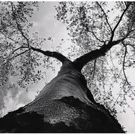 Fototapety - Fototapeta Drzewo 3D Czarno Białe Natura 250x175 cm Tapeta Do Sypialni Salonu Kuchni Na Flizelinie - miniaturka - grafika 1