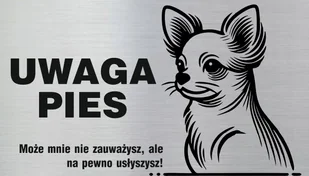 Tabliczka informacyjna, tabliczka na drzwi, UWAGA PIES, Chihuahua, 8x14cm - Akcesoria BHP - miniaturka - grafika 1