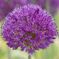 Nasiona i cebule - Allium Czosnek polski Purple Sensation 3 szt. 10/12 cebule cebulki - miniaturka - grafika 1