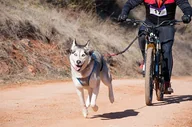 Czasopisma - Bikejoring – rower z psem Beskid Wyspowy - miniaturka - grafika 1
