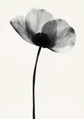 Plakaty - Plakat Czarno-biały półprzezroczysty kwiat na białym tle - miniaturka - grafika 1