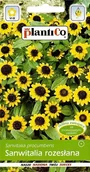 Nasiona i cebule - Nasiona Sanwitalia Rozesłana 0,5g PlantiCo - miniaturka - grafika 1