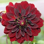 Nasiona i cebule - Dalia dekoracyjna Arabian Night 1 szt. - miniaturka - grafika 1