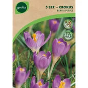 Nasiona i cebule - Krokus Barr's Purple 6/+ 5szt. cebulki kwiatów Geolia - miniaturka - grafika 1