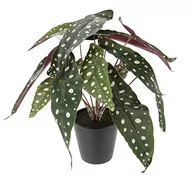 Sztuczne kwiaty - begonia krzewów w doniczce sztuczna roślina jedwabne kwiaty sztuczne rośliny roślina liściasta roślina dekoracyjna roślina zielona roślina pokojowa kwiat zielona roślina biurowa dekoracja roślin - miniaturka - grafika 1