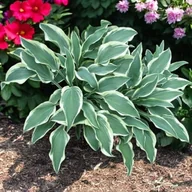 Nasiona i cebule - Hosta Funkia Francheska kłącze 1 szt. - miniaturka - grafika 1