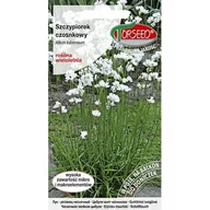 Nasiona i cebule - TORSEED nasiona SZCZYPIOREK WIELOLETNI CZOSNKOWY 1 G - miniaturka - grafika 1