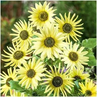 Nasiona i cebule - Słonecznik Ozdobny ITALIAN GREEN HEART (Helianthus Debilis) nasiona 50 szt - miniaturka - grafika 1