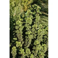 Sadzonki drzew krzewów - dereń świdwa 'Compressa' - miniaturka - grafika 1