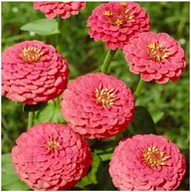Nasiona i cebule - Cynia Daliowa Różowa (Zinnia Elegans Dahl. Fl.Pl.) nasiona 100 sztuk - miniaturka - grafika 1