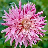 Nasiona i cebule - Dalia talerzowa Bristol Stripe 1 szt. - miniaturka - grafika 1