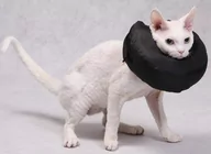 Pozostałe akcesoria dla kotów - Grande Finale Kołnierz Pooperacyjny Rozmiar 2 [Wet/K/2] - miniaturka - grafika 1