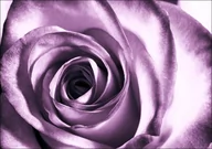 Plakaty - Galeria Plakatu, Plakat, Purpurowa róża, 42x29,7 cm - miniaturka - grafika 1