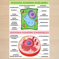 Zabawki interaktywne dla dzieci - Budowa Komórki: Roślinna i Zwierzęca plansza plakat A3 - miniaturka - grafika 1