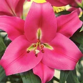 Nasiona i cebule - Lilia drzewiasta Corvette XXL (22/24) 1 szt. cebule cebulki lilii lilie - miniaturka - grafika 1