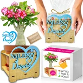 Nasiona i cebule - Prezent na DZIEŃ DZIADKA Róża Pustyni Adenium obesum Zestaw do Uprawy - miniaturka - grafika 1