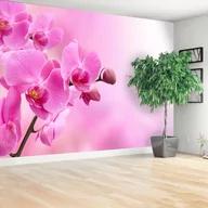 Fototapety - Fototapeta Różowa orchidea - miniaturka - grafika 1