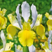 Nasiona i cebule - Irys Holenderski Montecito 10 szt cebulki kwiatów - miniaturka - grafika 1