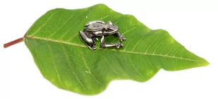 Żabka Mosiężna III Na Pomnażanie Pieniędzy Z Monetą SREBRNA - Gadżety dla niej i dla niego - miniaturka - grafika 3