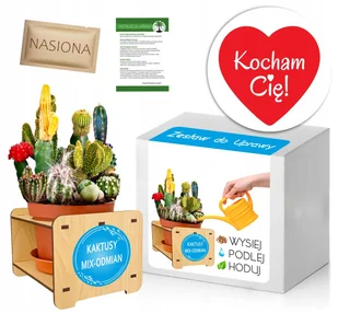 Zestaw do uprawy KAKTUSY - MIX Prezent Walentynki - Nasiona i cebule - miniaturka - grafika 1