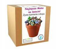 Nasiona i cebule - Prezent na Dzień Matki Żywe Kamienie dla mamy - miniaturka - grafika 1