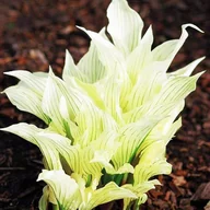 Nasiona i cebule - Hosta Funkia White Feather 1 szt. - miniaturka - grafika 1