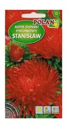 Nasiona i cebule - Aster piwoniowy Stanisław 1 g POLAN - miniaturka - grafika 1
