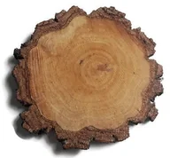 Dekoracje domu - Plaster drewna Brzoza nieszlifowana gruba kora 10-12 cm / 1 cm - miniaturka - grafika 1