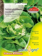 Nasiona i cebule - Nasiona Sałata głowiasta masłowa Królowa Majowych Torseed- Torseed - miniaturka - grafika 1
