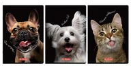Zeszyty szkolne - Herlitz Zeszyt A460k kratka z marginesem Animals (5szt) - miniaturka - grafika 1