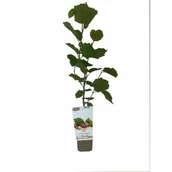 Sadzonki drzew krzewów - Owocowa elita (leszczyna - orzech laskowy) - miniaturka - grafika 1