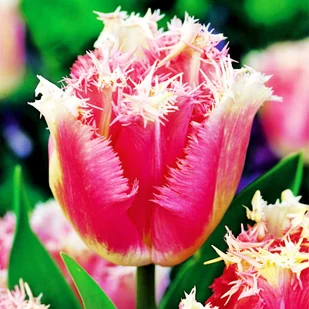 Tulipan Strzępiasty Fancy Frills 5 szt cebulki tulipanów - Nasiona i cebule - miniaturka - grafika 1