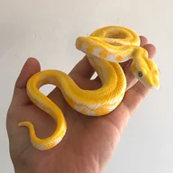 Akcesoria i części modelarskie - TEMU Realistyczny Model Białego Pitona - Ręcznie Malowana Zwierzęcia z PVC, Szczegółowe Łuski i Mięśnie, Żywy Żółto-Biały Wzór do Dekoracji - miniaturka - grafika 1