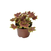 Kwiaty doniczkowe - Pelargonia rabatowa, wys.25 cm, don.12 cm - miniaturka - grafika 1