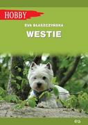 Westie West highland white terrier Nowa