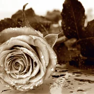 Fototapety - Fototapeta kwiaty beżowym - 360 x 254 cm - SANDERS & SANDERS - miniaturka - grafika 1