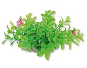 Dekoracje do akwarium - Roślina folia 10cm 1f13 Happet - miniaturka - grafika 1