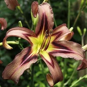 Nasiona i cebule - Hemerocallis Liliowiec Black Arrowhead 1 szt. - miniaturka - grafika 1