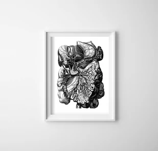 Plakat retro do salonu Anatomiczne odbitki ludzkich mięśni - Plakaty - miniaturka - grafika 1