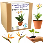 Nasiona i cebule - Strelicja królewska rajski prezent na dzień kobiet - miniaturka - grafika 1