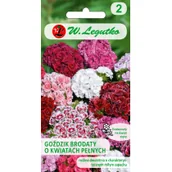 Nasiona i cebule - Legutko Goździk brodaty 0,5g mieszanka o kwiatach pełnych - miniaturka - grafika 1