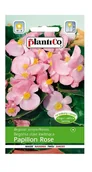 Nasiona i cebule - Begonia stale kwitnąca Papilon Rose 0,1 g Plantico - miniaturka - grafika 1