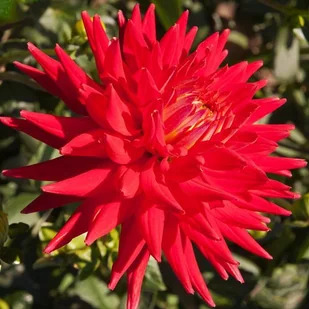 Dalia kaktusowa Red Pygmy 1 szt. - Nasiona i cebule - miniaturka - grafika 1